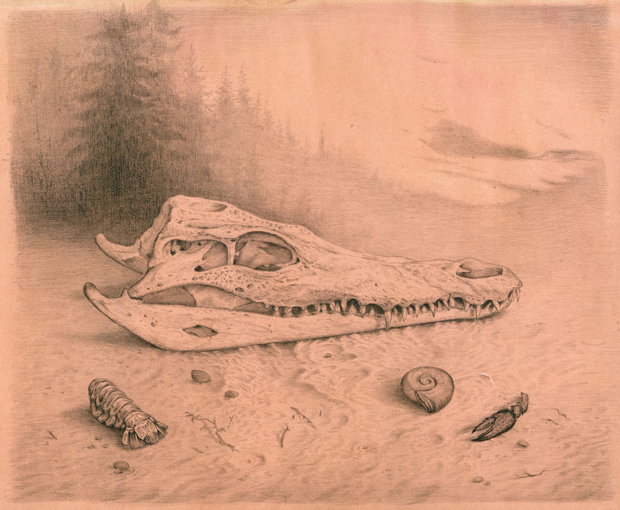 "Krokodilschädel", Bleistift auf getöntem Papier, 2015